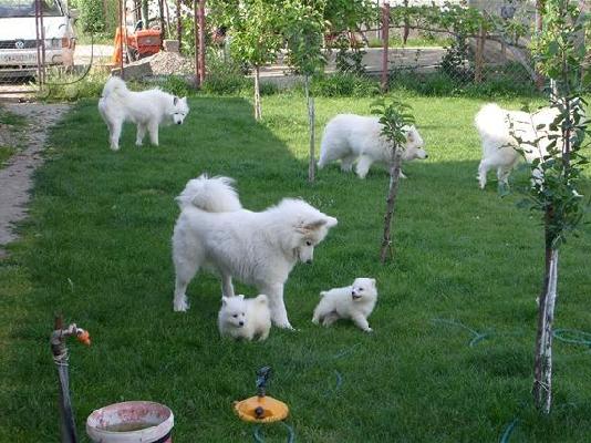 Pomeranian καθαροαιμα θεσσαλονικη 6988190151